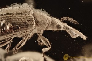 RHYNCHITIDAE Tooth-nosed Snout Weevil BALTIC AMBER 2368