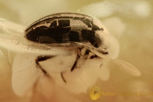 LEIODIDAE Cholevinae Great Round Fungus Beetle BALTIC AMBER  2458