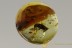 Very Rare Rhipiphoridae WEDGE-SHAPED BEETLE BALTIC AMBER 2463