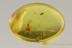 Palaeocnopus Ant-like Leaf Beetle & SWARM of 5 Moth Flies BALTIC AMBER 2465