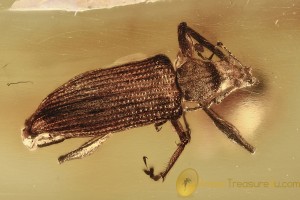 AROSTROPSIS Curculionidae Entiminae Broad-Nosed Weevil BALTIC AMBER 2466