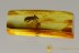 AROSTROPSIS Curculionidae Entiminae Broad-Nosed Weevil BALTIC AMBER 2466