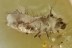 Rare Dermestidae CARPET BEETLE LARVAE Inclusion BALTIC AMBER 2476