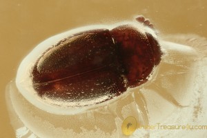 Endomychidae Colorful HANDSOME FUNGUS BEETLE Inclusion BALTIC AMBER 2477