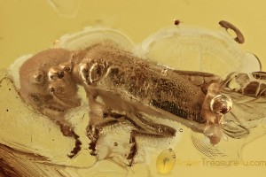 CLERIDAE Pseudopallenis Large Checkered Beetle BALTIC AMBER 2394