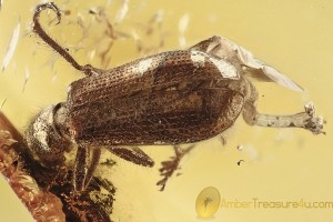 CLERIDAE Checkered Beetle Well Preserved Genitalia BALTIC AMBER 2396