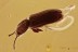 SILVANIDAE Nausibius Perfect Flat Bark Beetle BALTIC AMBER 2417