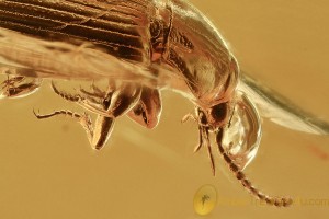 CARABIDAE Lebiini Superb Ground Beetle BALTIC AMBER 2408