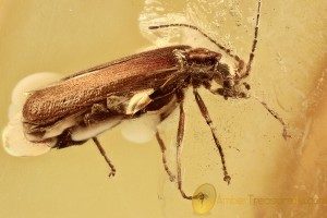 CANTHARIDAE Mimoplatycis Superb Soldier Beetle BALTIC AMBER 2409