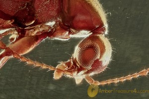 PERFECTLY PRESERVED Ant-like Flower Beetle Macratria BALTIC AMBER 2441