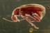 PERFECTLY PRESERVED Ant-like Flower Beetle Macratria BALTIC AMBER 2441