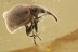 APION Apionidae Brentidae Straight-Snouted Weevil BALTIC AMBER 2442