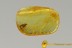 RARE Ironclad Beetle Zopheridae Paha Inclusion BALTIC AMBER 2496