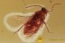  PERFECT ! Colorful False Flower Beetle Scraptiidae Scraptia BALTIC AMBER 2503