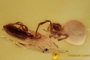 ACTION ! Spider Attacking Ant-like Flower Beetle & More Inclusion BALTIC AMBER 2499