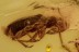 ACTION ! Spider Attacking Ant-like Flower Beetle & More Inclusion BALTIC AMBER 2499