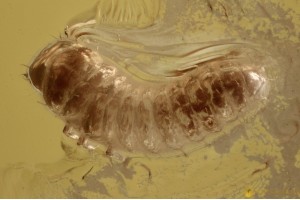   UNUSUALColeopteran Beetle Larvae Inclusion Genuine BALTIC AMBER 2664