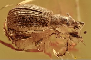 ENTIMINAE Broad-nosed Weevil Curculionidae Paonaupactus BALTIC AMBER 2670