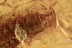  HAIRY UNUSUAL BEETLE LARVAE Fossil Inclusion BALTIC AMBER 2539