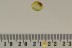 Unusual ANT-LIKE FLOWER BEETLE Anthicidae Inclusion BALTIC AMBER 2537