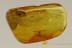 LEAF BEETLE Chrysomelidae Eumolpinae Colaspoides BALTIC AMBER 2541