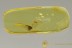   UNKNOWN Coleopteran Tiny Bizarre Larvae Inclusion BALTIC AMBER 2554