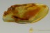  PREDACEOUS DIVING BEETLE Dytiscidae AQUATIC Insect BALTIC AMBER 2548