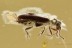 PERFECT Ant-like Leaf Beetle Aderidae Palaeocnopus BALTIC AMBER 2565