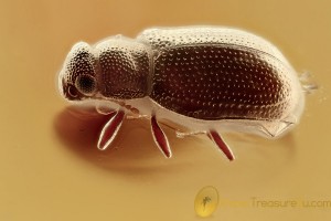  Rare BROWN SCAVENGER BEETLE Latridiidae Revelieria BALTIC AMBER 2579