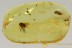 DEATH-WATCH BEETLE Well Preserved Ptinidae & Dolichopodidae BALTIC AMBER 2589