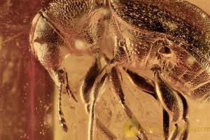 Superb FUNGUS WEEVIL Anthribidae Choraginae BALTIC AMBER 2591