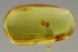 ACTION!!! SPIDER Attacking ANT Predator and Prey BALTIC AMBER 2597