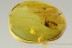 RARE Silvanid Flat Bark Bettle Silvanidae Silvaninae BALTIC AMBER 2607