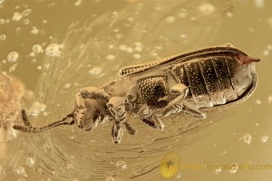 Rare LEAF BEETLE Chrysomelidae Hispinae Sucinagonia BALTIC AMBER 2629