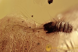 SUPERB Carpet Beetle Larvae Dermestidae Megatominae BALTIC AMBER 2627