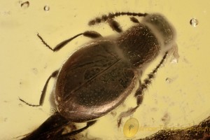 SCYDMAENINAE Ant-like Stone Beetle Inclusion BALTIC AMBER 2675