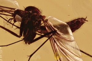 SUPERB Looking Keroplatidae Macrocerinae Macrocera BALTIC AMBER 2754