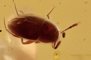 LEIODIDAE Cholevinae Superb Round Fungus Beetle & Gnat BALTIC AMBER  2781