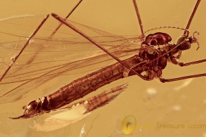 PERFECT Crane Fly Limoniidae Fossil Genuine BALTIC AMBER 2829