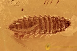 BIZARRE LARVAE Coleopteran Fossil Inclusion Genuine BALTIC AMBER 2849