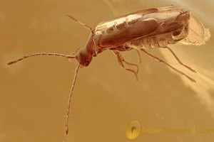 Superb SOLDIER BEETLE Cantharidae Malthininae BALTIC AMBER 1.7g 2844