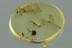 Great ROOT-EATING BEETLE Monotomidae Europs Genuine BALTIC AMBER 2949
