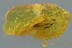 SCIRTIDAE LARVAE Well Preserved & Fly Genuine BALTIC AMBER 2955