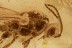 Nice DIAPRIIDAE Wasp Fossil Inclusion Genuine BALTIC AMBER 2965