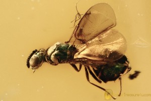 Great COLORFUL Greenish Wasp TORYMIDAE Fossil BALTIC AMBER 3226