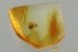 Great COLORFUL Greenish Wasp TORYMIDAE Fossil BALTIC AMBER 3226