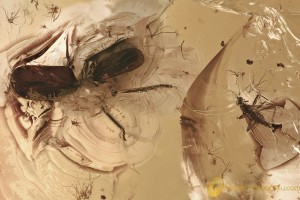 "Flying" PLANTHOPPER + SPIDER & DAGGER FLY Fossil BALTIC AMBER 5g 3230