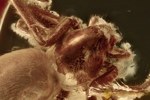 Superb SPIDER Araneae Fossil Inclusion Genuine BALTIC AMBER 2.8g 3231