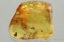 Nice WASP Bethylidae & 3 Diptera Fossil Genuine BALTIC AMBER 3227