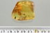 Nice WASP Bethylidae & 3 Diptera Fossil Genuine BALTIC AMBER 3227